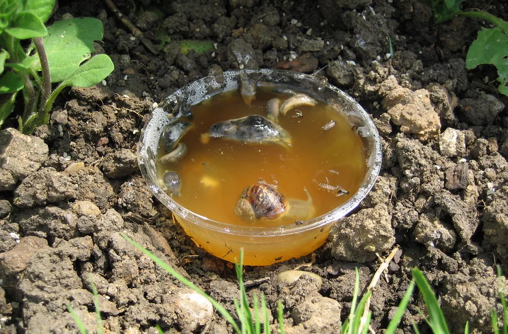 Pièges à bière pour limaces et escargots: ne le faites pas !