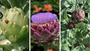 Plantation d' artichauts: le moyen le plus efficace en [12 étapes]