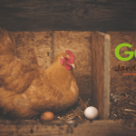 Combien de poules pour avoir des oeufs