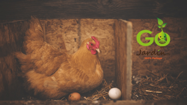 Combien de poules pour avoir des oeufs