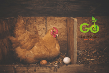 Combien de poules pour avoir des oeufs