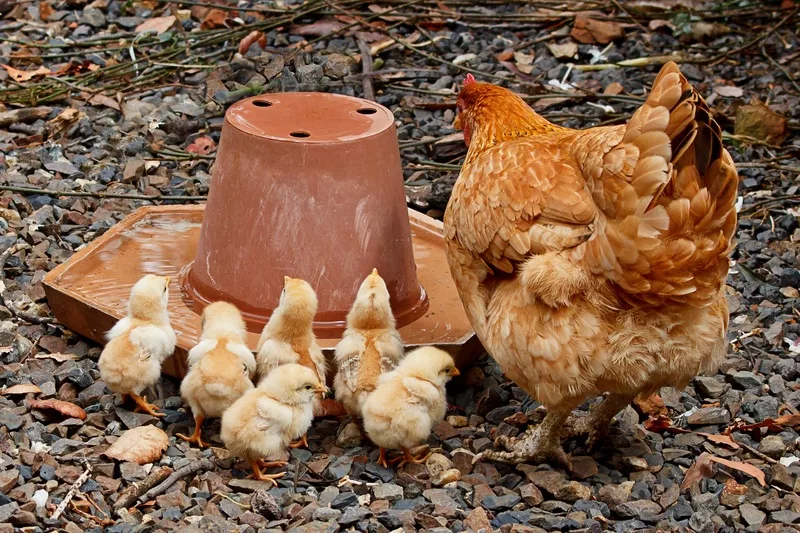 Comment choisir le nombre de poules