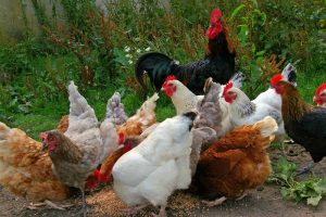 La race des poules pondeuses