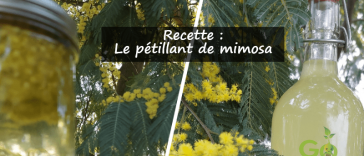 Boisson naturelle : le pétillant de fleurs de mimosa