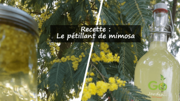 Boisson naturelle : le pétillant de fleurs de mimosa