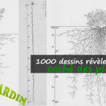 1000 images archivées révèlent comment les systèmes racinaires des plantes contribuent à la santé des sols