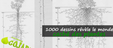 1000 images archivées révèlent comment les systèmes racinaires des plantes contribuent à la santé des sols