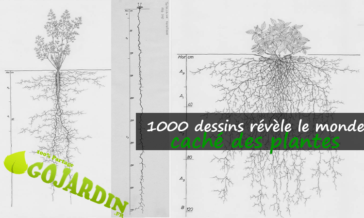 1000 images archivées révèlent comment les systèmes racinaires des plantes contribuent à la santé des sols