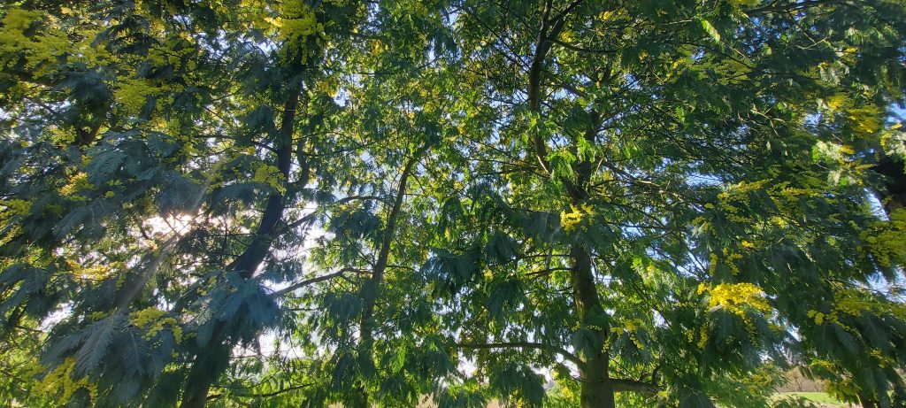 Les mimosas ont fleuri, réaliser une boisson pétillante