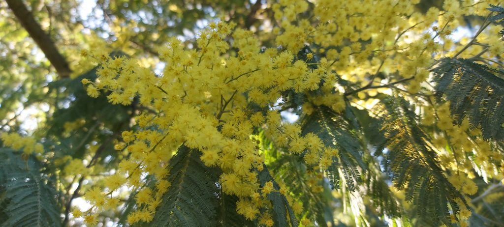 mimosa en fleur,  réaliser une boisson pétillante