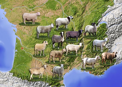 LES RACES OVINES moutons RUSTIQUES