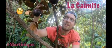 La caïmite : un délice tropical aux multiples bienfaits