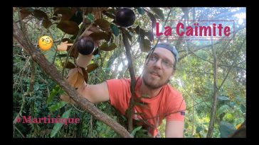 La caïmite : un délice tropical aux multiples bienfaits