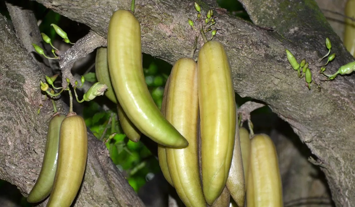 Plusieurs guajilotes, ou cannes Jamaïque, accrochés au tronc de l'arbre