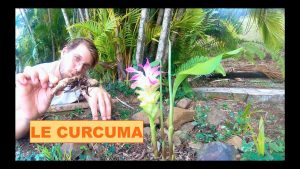 LE CURCUMA : De sa multiplication à sa fleure