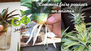 comment planter un ananas