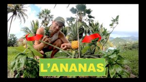 Bouturer et planter son ANANAS facile
