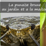 La punaise brune jardin maison