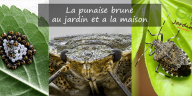 La punaise brune jardin maison