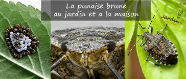 La punaise brune jardin maison