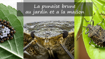 La punaise brune jardin maison