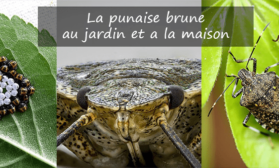 La punaise brune jardin maison