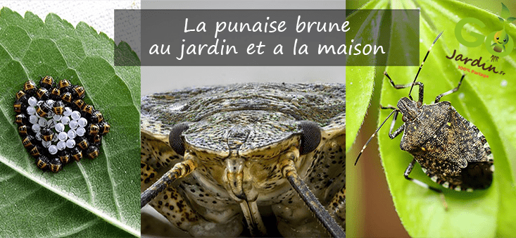 La punaise brune jardin maison