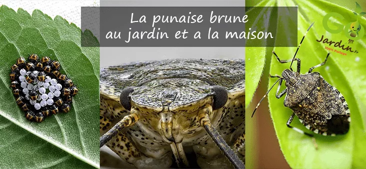 La punaise brune jardin maison