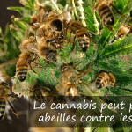 Le canna­bis peut proté­ger les abeilles contre les pesti­cides