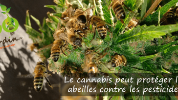 Le canna­bis peut proté­ger les abeilles contre les pesti­cides