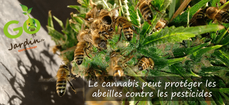 Le canna­bis peut proté­ger les abeilles contre les pesti­cides