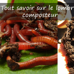 comment fonctionne lombricomposteur