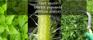 L'ortie piquante (Urtica dioica)