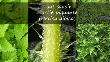 L'ortie piquante (Urtica dioica)