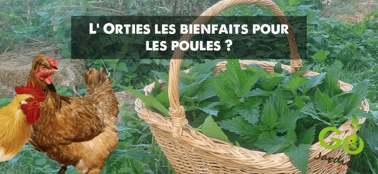 Orties piquantes : quels sont les bienfaits pour les poules ?