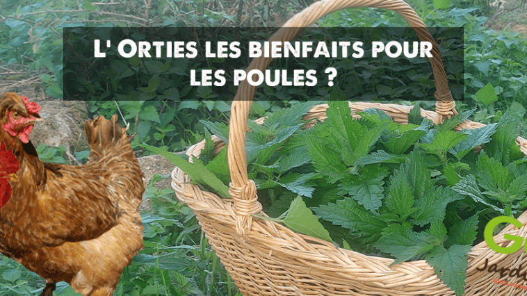 Orties piquantes : quels sont les bienfaits pour les poules ?