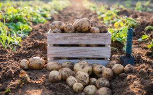 Plantation pomme de terre 🥔 : quand, comment et où planter pour une récolte réussie