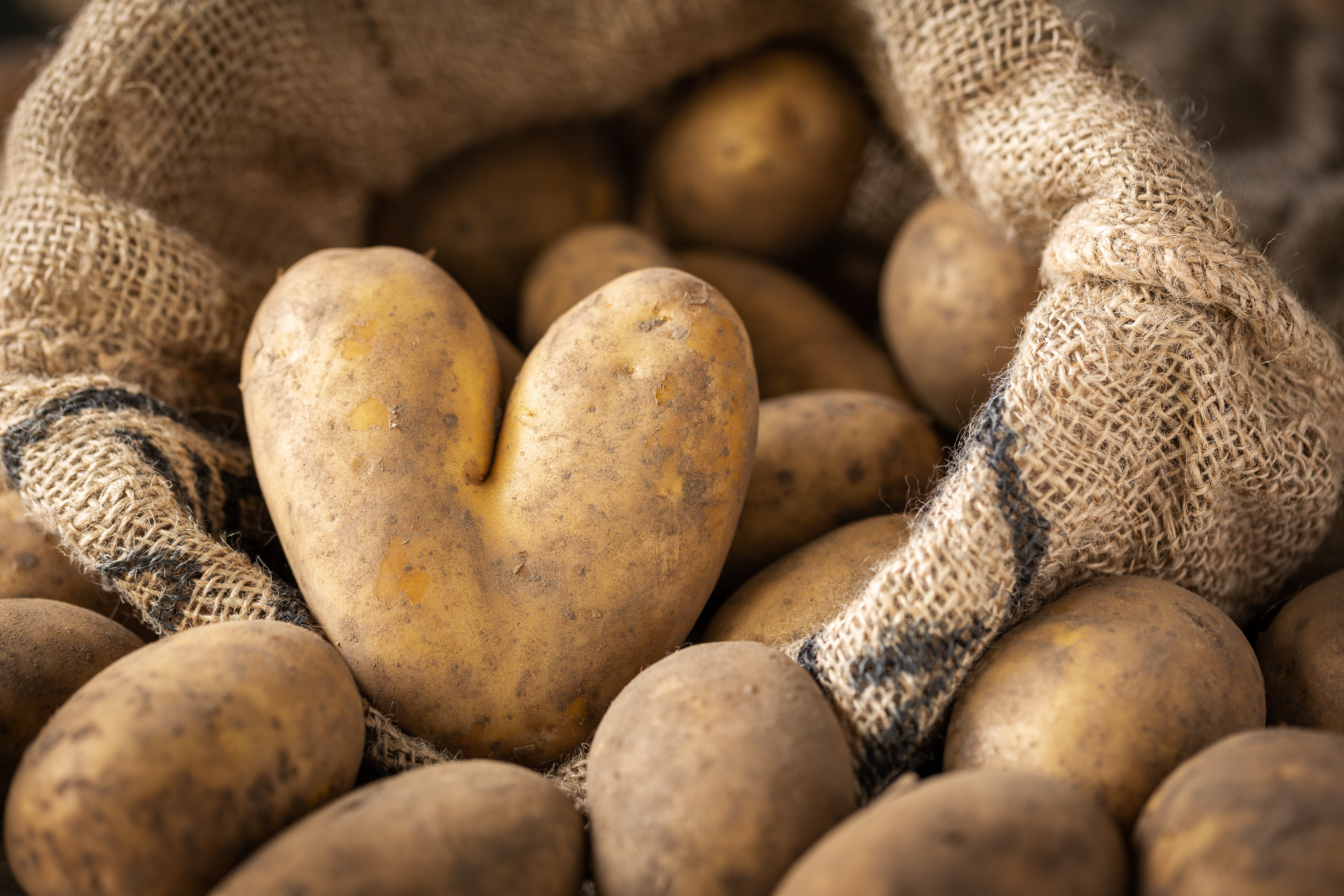 Quand et comment planter des pommes de terre
