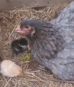 ortie Avantages et bienfait nutritionnels pour les poules.