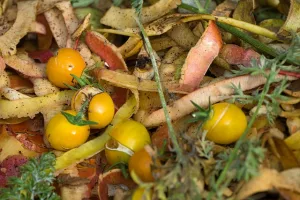 Apporter les matières organiques sur le tas de compost