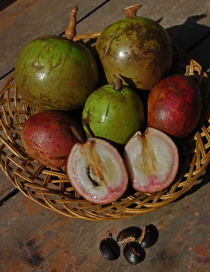 La caïmite : un délice tropical aux multiples bienfaits