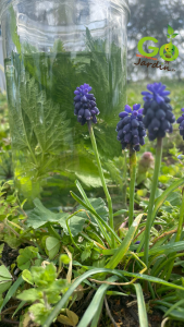 Comment consommer l’eau d’ortie