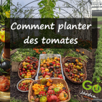 Comment planter des tomates