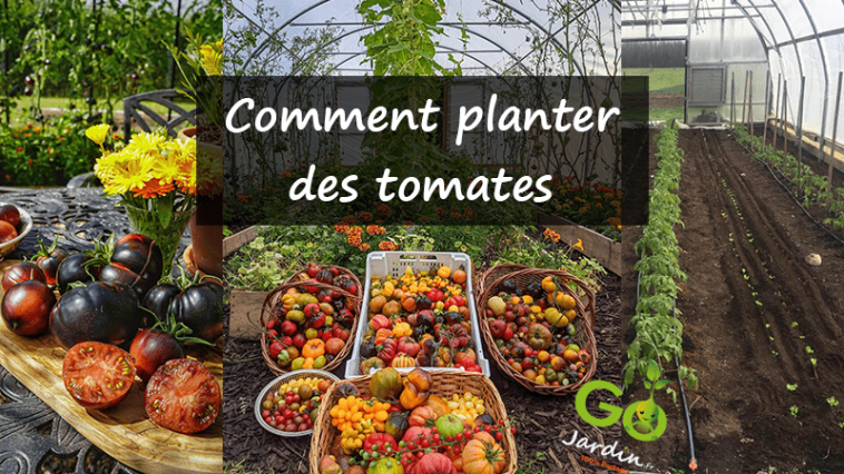 Comment planter des tomates