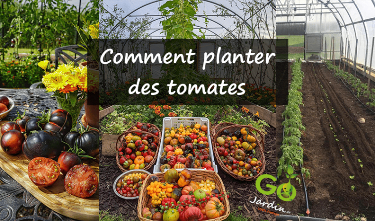 Comment planter des tomates