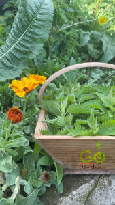 Comment préparer l’eau d’ortie