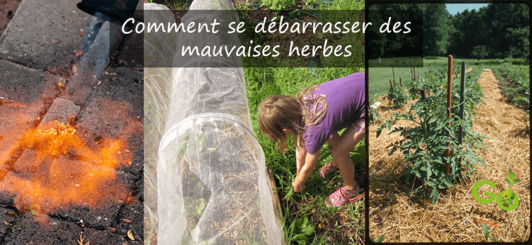 Comment se débarrasser des mauvaises herbes