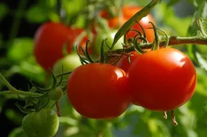 Entretenir les tomates