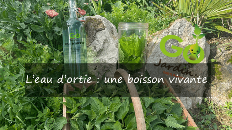 comment faire de l’eau d’ortie