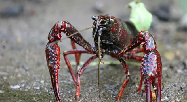 espèces exotiques ou hybrides qui peuvent perturber les écosystèmes locaux